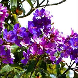 imersao-em-ingles-english-immersion-carnaval-natureza-flores